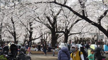 大宮公園で桜が見頃に　花見客で大盛況　水のないボート池と桜のコラボも
